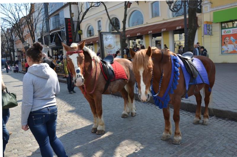 На улицах Одессы появилась лошадь BMW