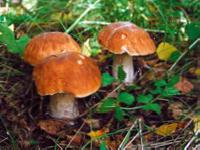 В Одесской области 7 человек отравились грибами