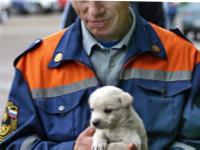 Подробности спасения одесских животных ФОТО