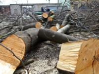 В Одессе ветер повалил вековые деревья